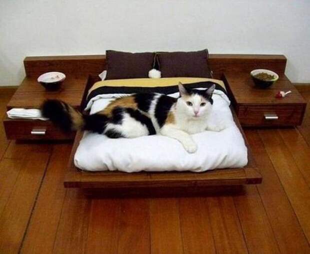 Котодизайн