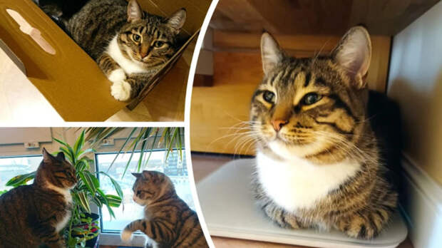 Спасенная кошка / Фото: 