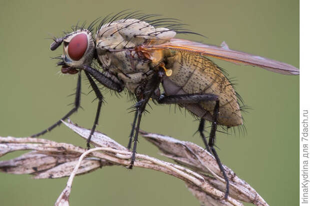 Луковая муха (Фото с сайта macroid.ru)