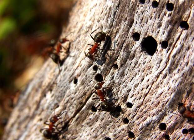 Сколько муравьев в муравейнике?