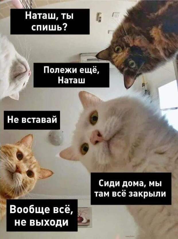 «Наташ, вставай, мы всё уронили»: откуда взялись мемы про Наташу и котов, которые теперь буквально везде