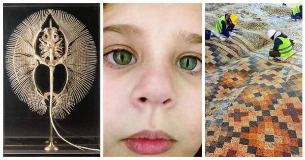 О этот прекрасный и удивительный мир: 22 странные находки, которые вас поразят