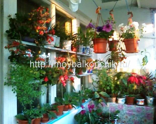 цветы на застекленном балконе