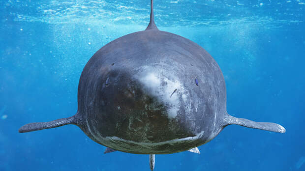 гренландская акула