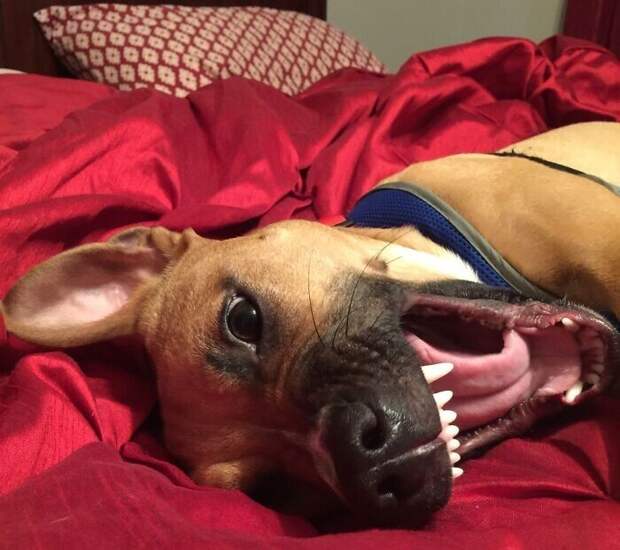 Bigpicture.ru забавных фото с животными, которые гарантированно поднимут вам настроение