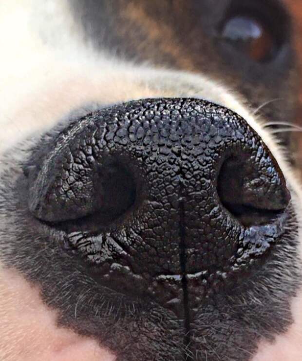 Если у животного влажный нос, это не значит, что оно здорово ветеринары, жиотные, кошки, полезно знать, собаки