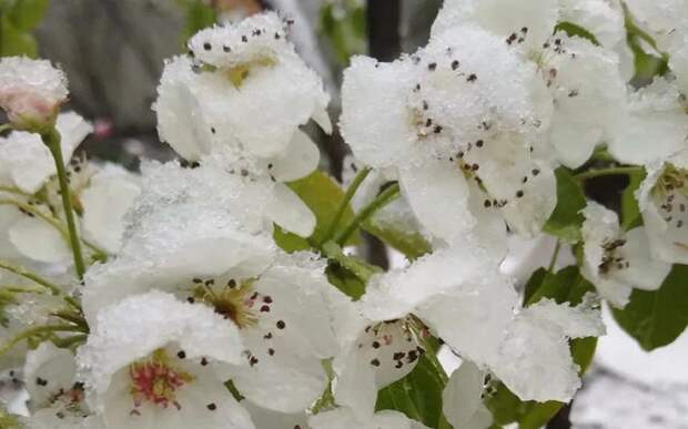 В Рязанской области аномальное тепло может сменить апрельский снег