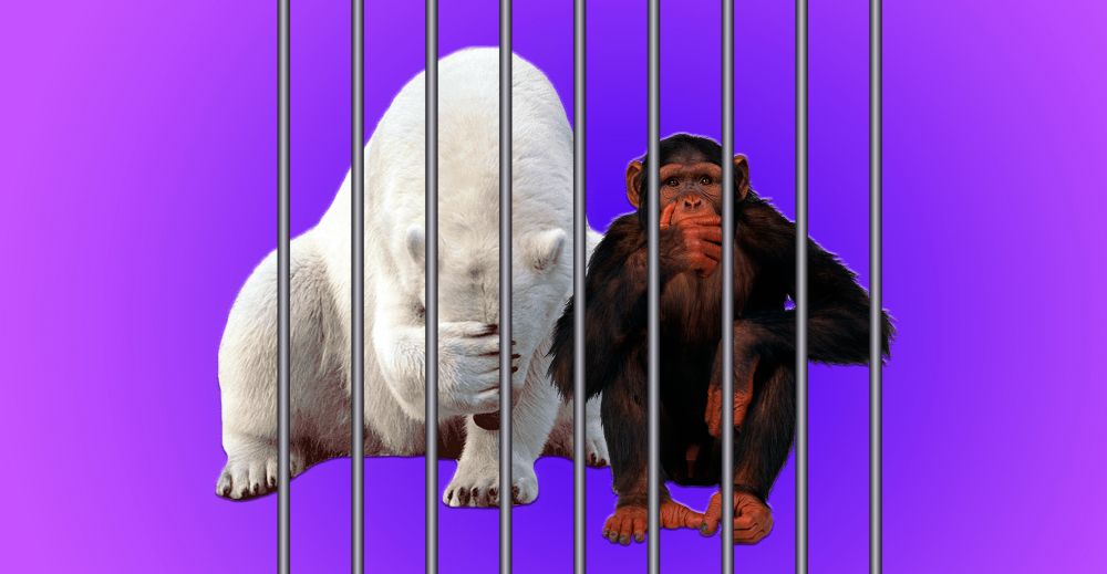 Оказывается, в мире существуют тюрьмы для обезьян и белых медведей