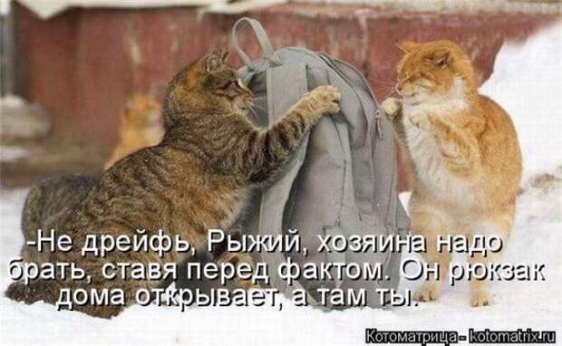 Котоматрицы (картинки с надписями)