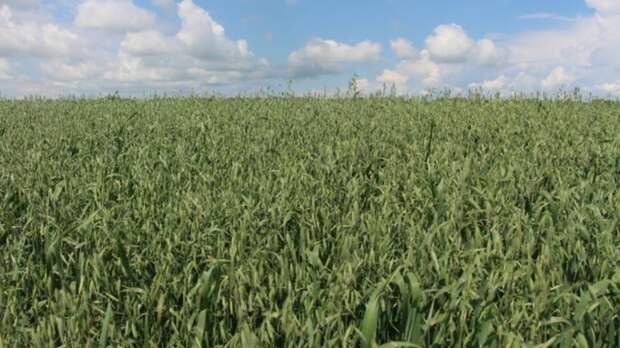 Сорт овса из Алтайского края включили в госреестр селекционных достижений