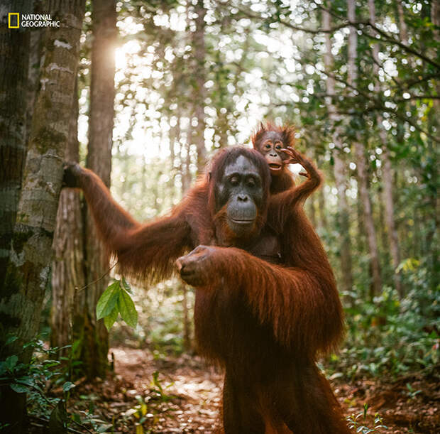 Детеныш орангутанга с матерью в национальном парке Танжунгпутинг в Борнео.. животные, природа, фото