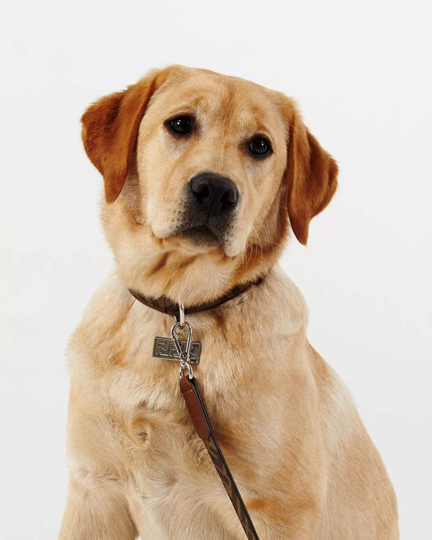Коллекция Fendi Pet Travel Line Collar Fendi Pet Travel Line Collar