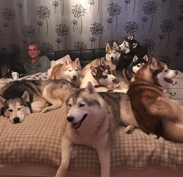 My Aunt And Uncle Have 20+ Husky Dogs And Have This Problem Every Single Night