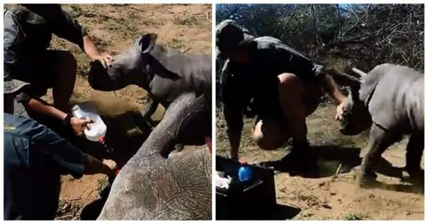 Маленький носорожек пытается защитить маму от ветеринаров ветеринар, ветеринары, видео, животные, мама, милота, носорог
