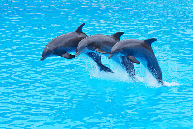 Сенатор Пол: США тратят $77 млн в год на дрессировку боевых дельфинов