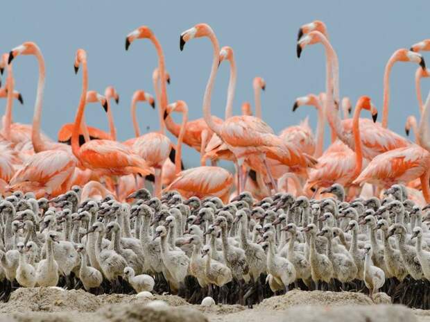 Лучшие фотографии от National Geographic за 2012 год national geographic, дикая природа, животные, лучшие фотографии, природа