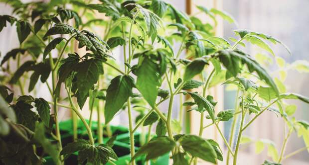 Когда сеять томаты на рассаду: разбираем сроки для теплицы и открытого грунта