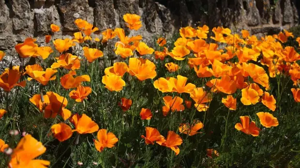 16 растений, которые идеально подходят для скудной почвы