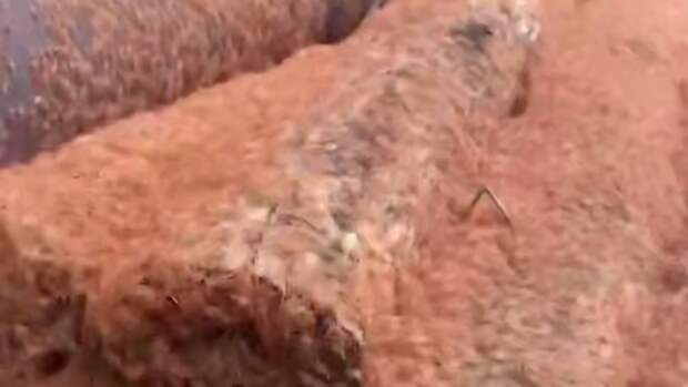 Живая масса из миллионов крабов устроила девятидневный марафон по австралийскому острову