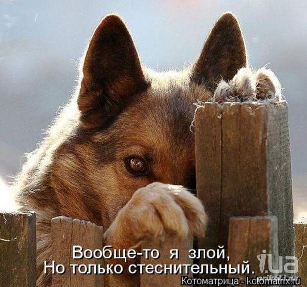 Симпатюли