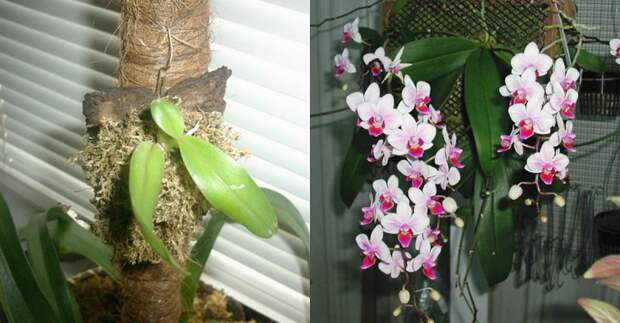 пересадка орхидеи на блок