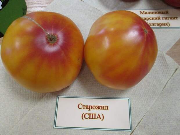 Экзотические сорта помидоров
