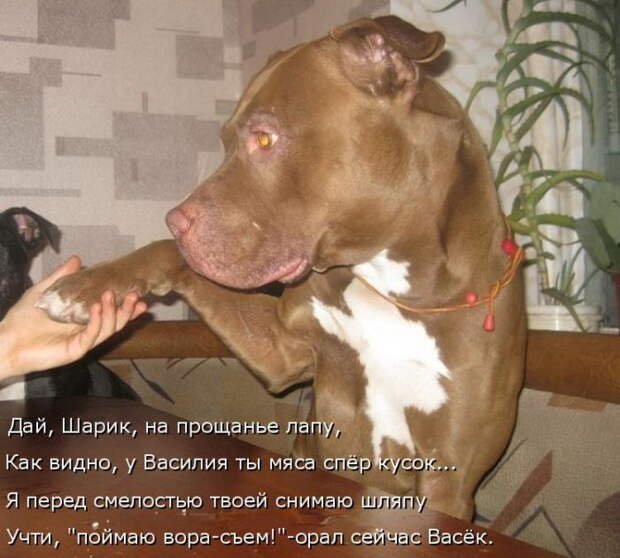Лучшие котоматрицы недели Лучшие котоматрицы недели