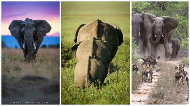 Самый крупный из известных слонов - слон Джамбо. Его высота достигала 4 метров. А самый тяжелый - слон, пойманный в Африке - его вес составил 12,24 тонны интересное, слоны, факты