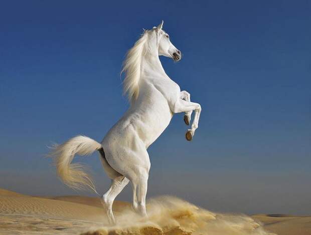 Фотопроект Equus: Красота Лошади