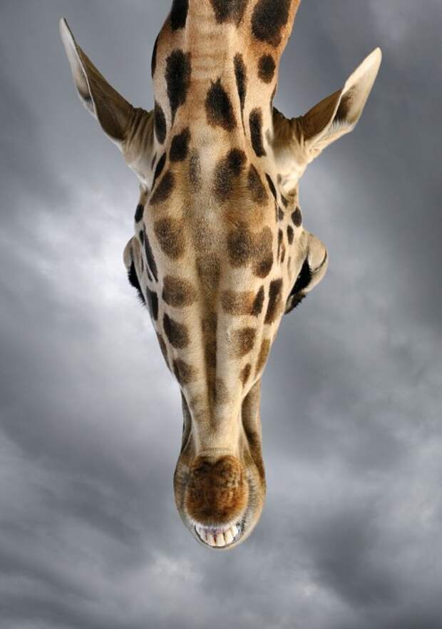 Жираф в зоопарке в Испании. Иногда, чтобы сделать отличный снимок диких животных, вовсе не нужно ехать в Африку. Автор: Marsel van Oosten.