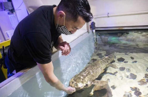 Самая старая в мире аквариумная рыба живет в Сан-Франциско