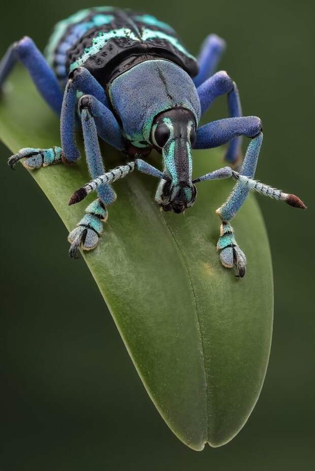 У насекомых все как у людей - они тоже делятся на букашек и жуков жуки, интересное, красивое, насекомые