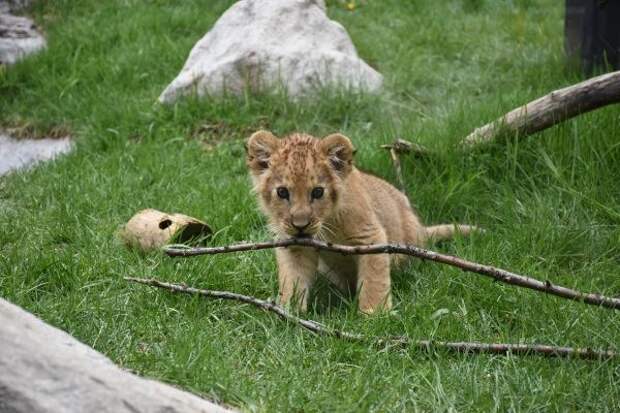 В зоопарке Айдахо нянькой для львенка стала собака