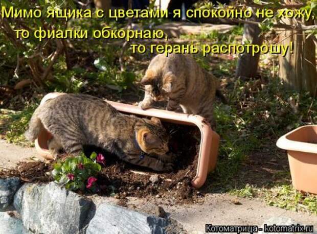 Новая котоматрица недели (39 фото)