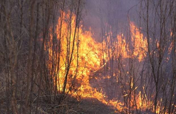 Огонь уничтожил 10 гектаров лесов Партизанского округа