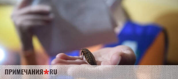 Нежданные гости: жители Крыма жалуются на «жуткие встречи» с американскими тараканами