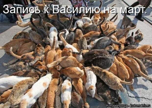 Лучшие котоматрицы недели