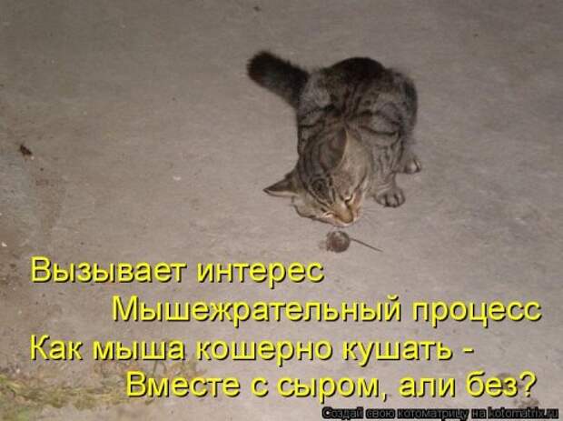 Новая котоматрица (39 фото)
