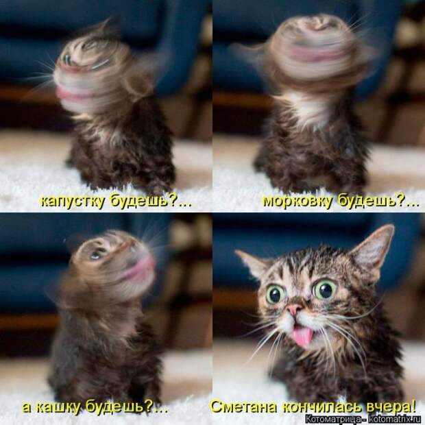 Лучшие котоматрицы недели (50 фото)