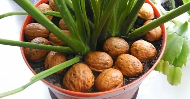 Ореховая скорлупа в огороде: используем во благо растениям