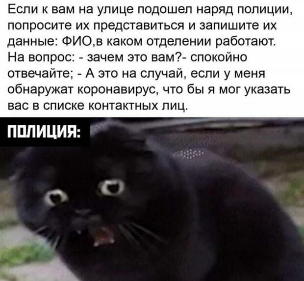 Эти забавные коты. Чтобы вы улыбнулись)