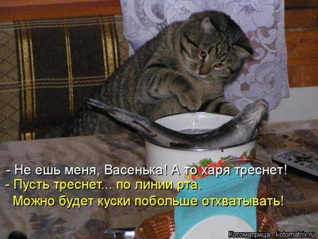Лучшие котоматрицы недели (50 фото)