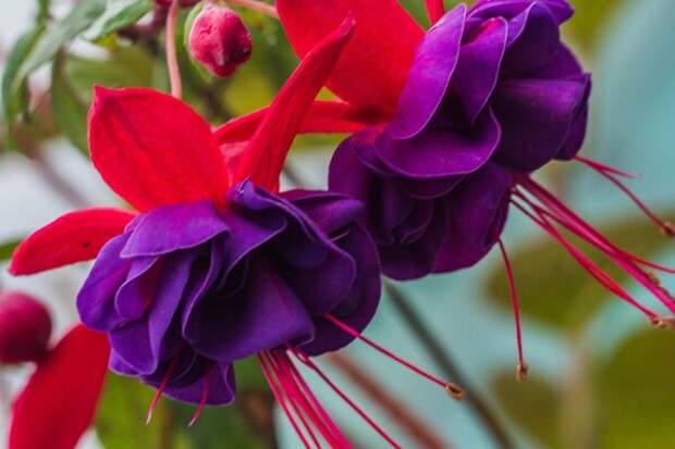 Фуксия каскадная Fuchsia Trailin