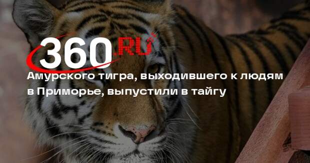 Амурского тигра, выходившего к людям в Приморье, выпустили в тайгу