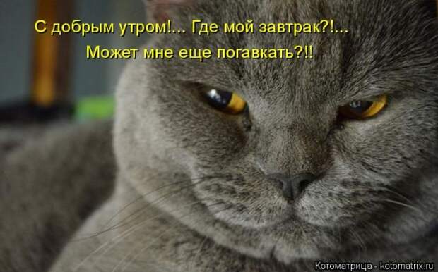 Лучшие котоматрицы недели (50 фото)