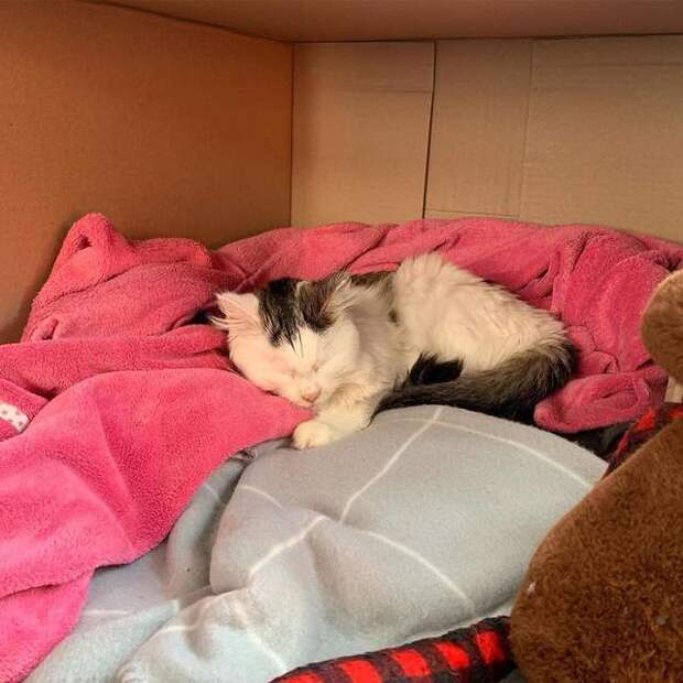 помощь больной кошке кошка отдыхает