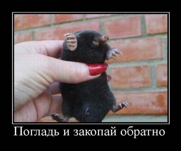 Демотиваторы (30 фото)