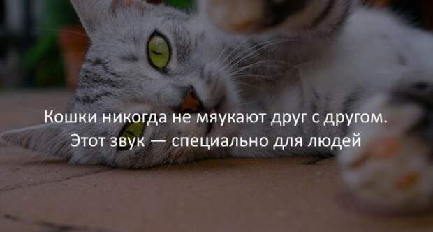 Занимательные факты Занимательные факты интересно, любопытно, факты