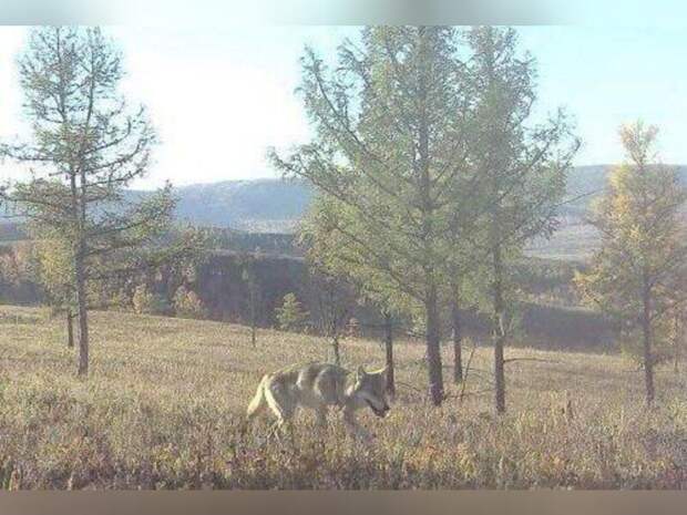 Степной волк попал в объектив фотоловушки