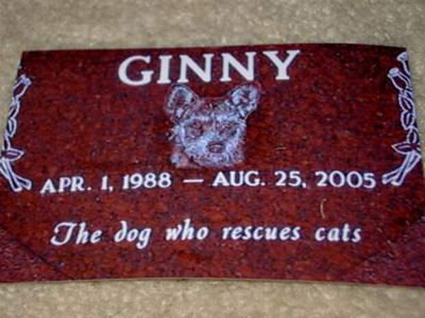 Джинни - собака, спасающая кошек (Ginny) Джинни - собака, спасающая кошек (Ginny)